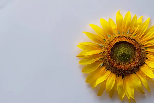 Gelbe Sonnenblume Auf Weißem Hintergrund — Stockfoto