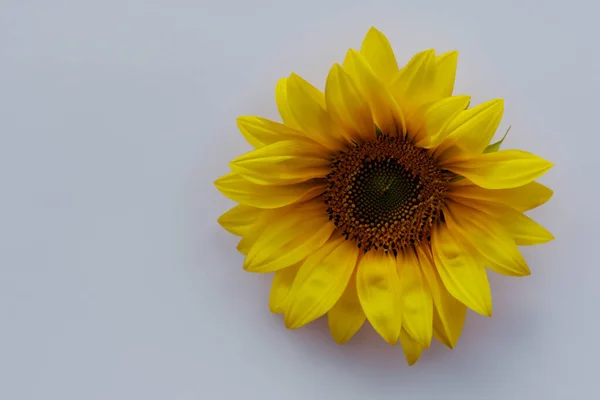 Крупним Планом Красива Жовта Квітка Білому Тлі — стокове фото