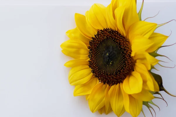 Sonnenblume Auf Weißem Hintergrund — Stockfoto