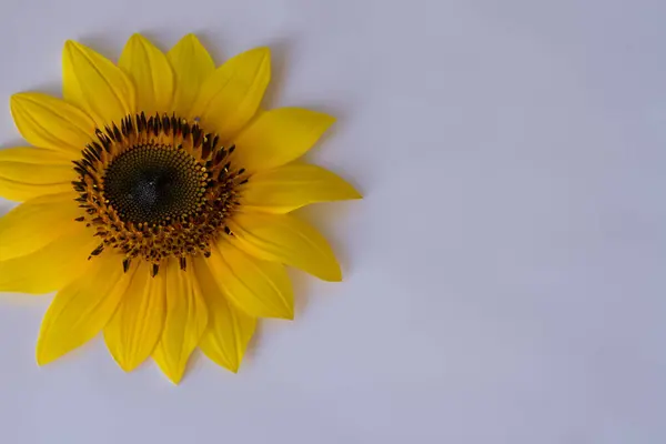 Gelbe Gänseblümchen Blume Auf Weißem Hintergrund — Stockfoto