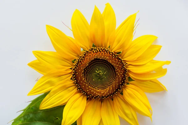 Nahaufnahme Einer Schönen Sonnenblume — Stockfoto