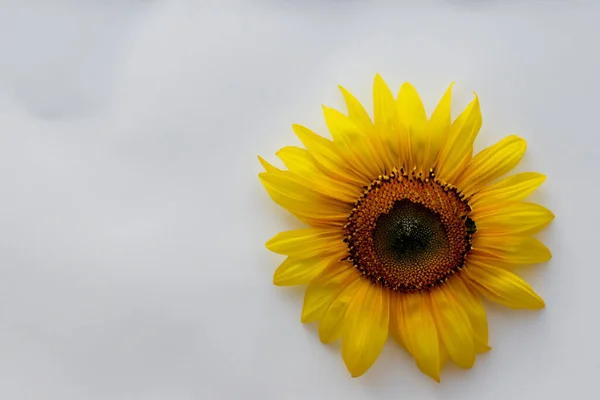 Соняшник Білому Тлі — стокове фото