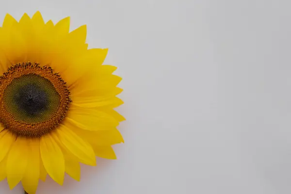 Sonnenblume Auf Weißem Hintergrund Nahsicht — Stockfoto