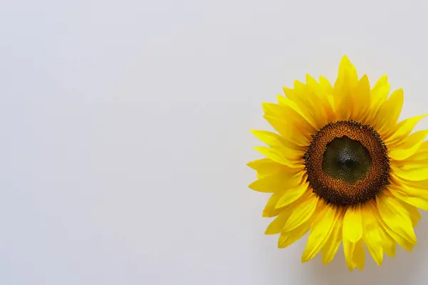 Schöne Sonnenblume Auf Weißem Grund — Stockfoto