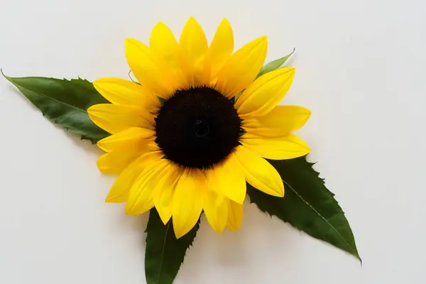 Красива Квітка Соняшнику Ізольована — стокове фото