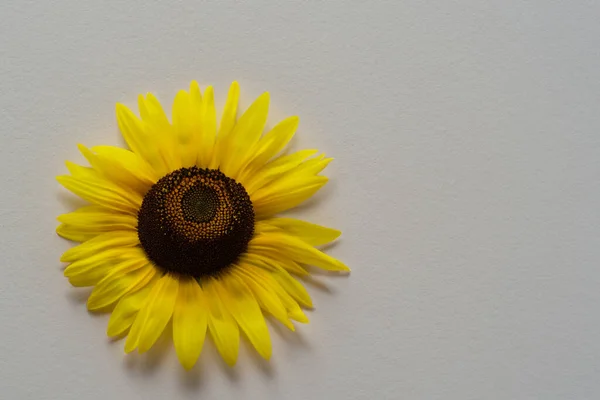 beautiful yellow sunflower on a white background.