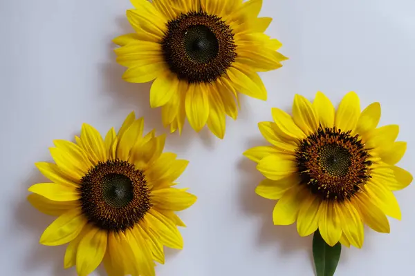 Flores Amarillas Sobre Fondo Blanco Foto Alta Calidad —  Fotos de Stock