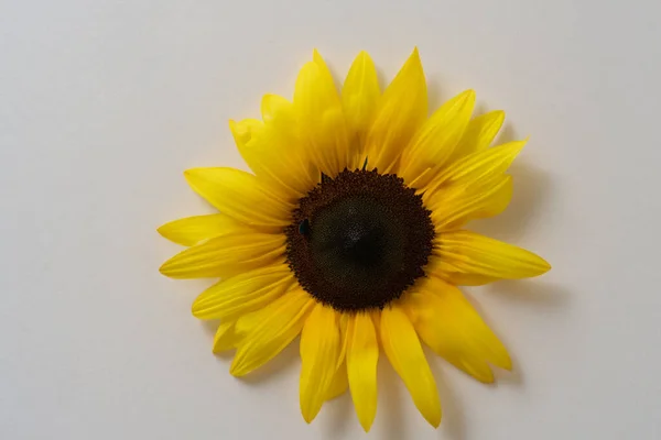 Красива Яскраво Жовта Квітка Ізольована Білому Тлі Крупним Планом Вид — стокове фото