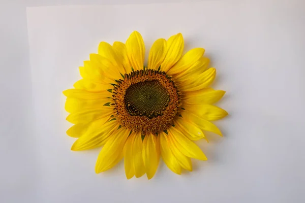 Жовта Квітка Соняшнику Ізольована Білому Тлі — стокове фото