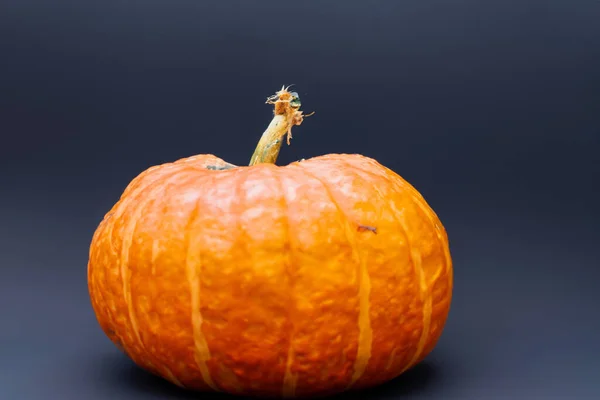 Kürbis Auf Weißem Hintergrund Halloween Feiertag Halloween Kürbis — Stockfoto