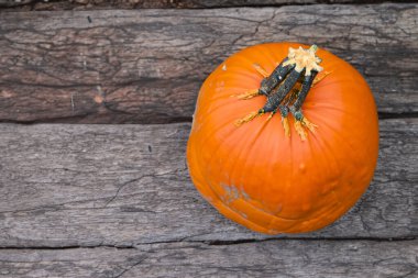 Arka planda pipet olan bir balkabağı resmi. Cadılar Bayramı konsepti