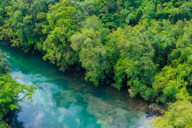 beautiful view of green forest