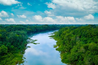 Ağaçlı ve ormanlı nehrin havadan görünüşü