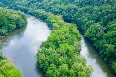 yeşil bir ormandaki nehir.