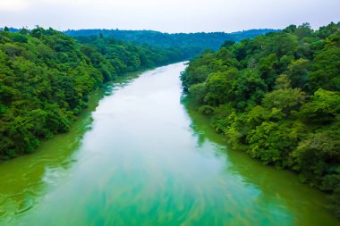 Ormandaki yeşil nehir.