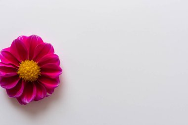 Beyaz arkaplanda tek bir kırmızı gerberanın çiçeği