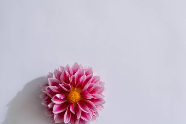 Pembe arka planda güzel kasımpatılar. bahar konsepti