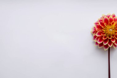 üzerinde kırmızı zemin çiçek