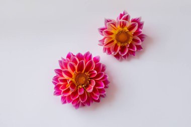 Beyaz arkaplanda izole edilmiş pembe kasımpatı