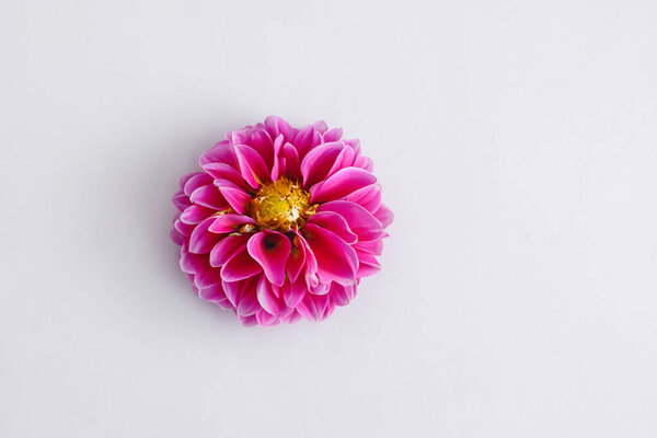 bright pink dahlia flower on white background with copy space for text. flat lay, view from above.