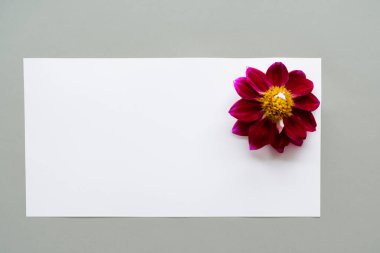 Beyaz arkaplanda kırmızı ve beyaz çiçek.