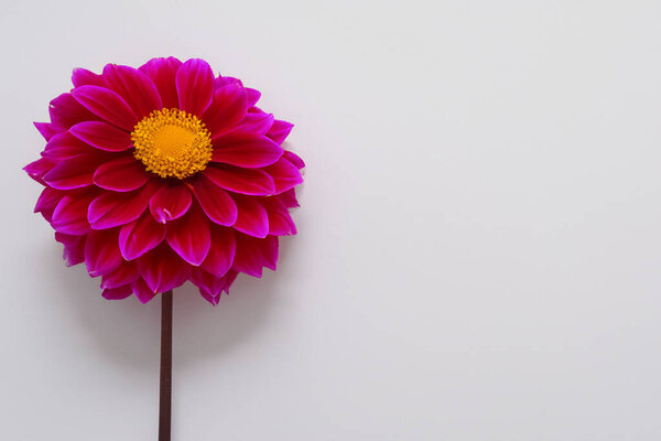 pink and white flower on a pink background. flat lay.