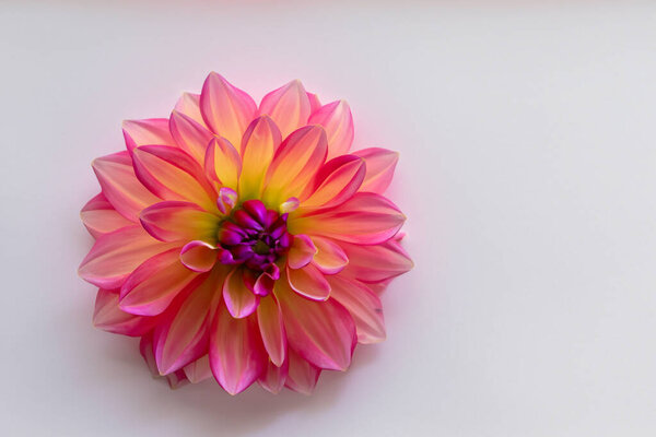 close up of beautiful pink chrysanthemums on white background