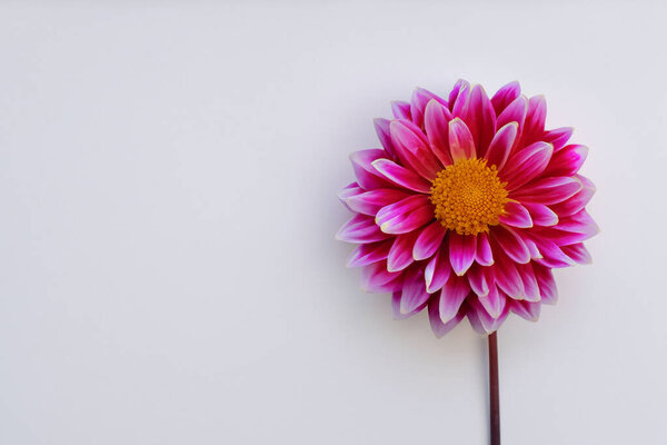 flower on white background with copy space
