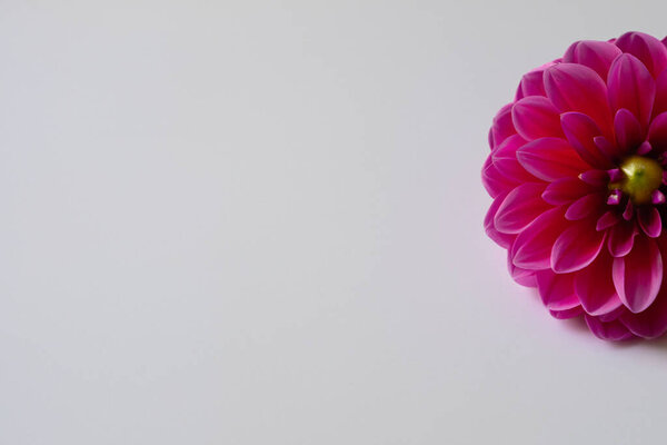 red gerbera flower on white background