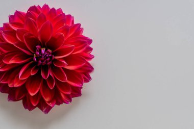 Kırmızı yıldız çiçeğinin güzel çiçeği