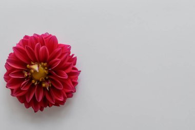 beyaz zemin üzerine kırmızı yıldız çiçeği