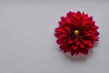 Beyaz arkaplanda kırmızı yıldız çiçeği