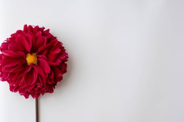 Güzel kırmızı yıldız çiçeği