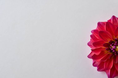 Beyaz arkaplanda kırmızı gerbera çiçeği