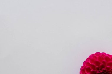 metin için yeri olan pembe bir arkaplanda kırmızı çiçek.