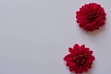 Beyaz üzerine kırmızı kasımpatı