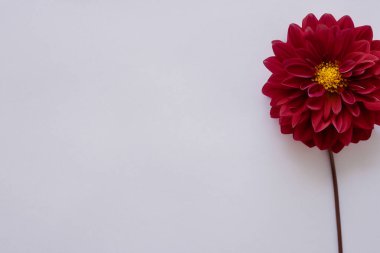 Beyaz arkaplanda kırmızı çiçek