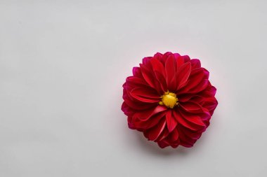 güzel beyaz zemin üzerine kırmızı bir çiçek