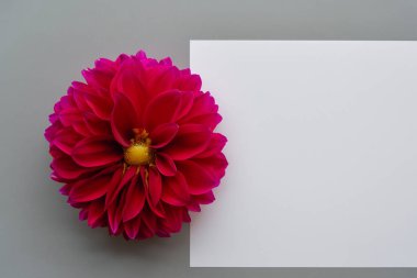 kırmızı gül beyaz kağıt üzerinde boşluk ile metin, düz yatay, üst görünüm