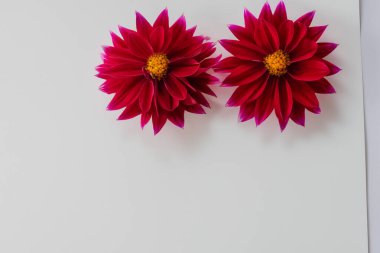 Beyaz arkaplanda kırmızı ve pembe kasımpatı