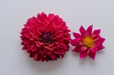 Dalya çiçeği beyazda izole edilmiş