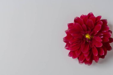 Beyaz arkaplanda kırmızı gerbera, kapat - kapat, kopyala