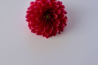 Beyaz arkaplanı olan kırmızı yıldız çiçeği