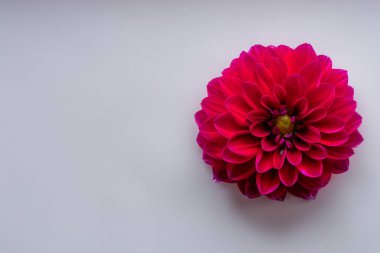 Beyaz arka planda güzel bir yıldız çiçeği