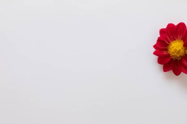 beyaz üzerine kırmızı gerbera