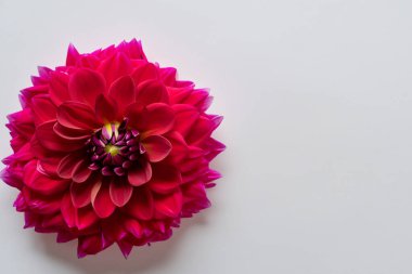 Beyaz arka plan üzerinde izole güzel pembe krizantem