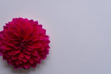 Pembe arka planda güzel kırmızı yıldız çiçeği. metin için boşluk kopyala. Üst görünüm, düz görünüm, pankart.