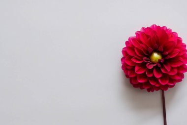 Kırmızı gerbera çiçeği beyaza izole edilmiş..