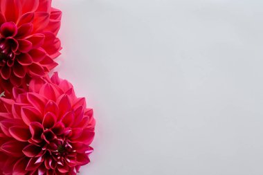 Beyaz zemin üzerine kırmızı krizantem çiçekler