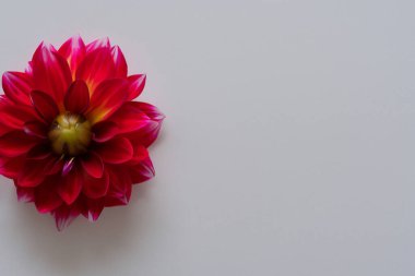 Güzel kırmızı yıldız çiçeği